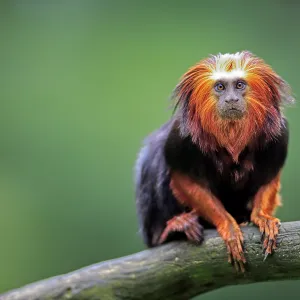 Goldenh lion tamarin