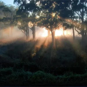Gorgeous dawn backlight in the rural area at Paradise