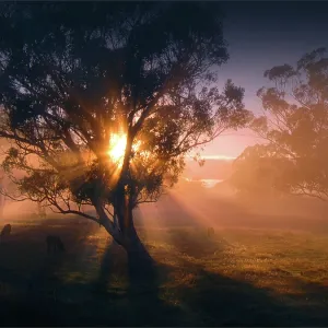 Gorgeous dawn backlight in the rural area at Paradise