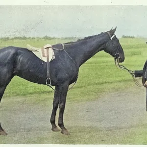 The Grafter racehorse, came second in the 1897 Melbourne Cup, Thoroughbred horse race, Victorian, 1890s, Vintage photograph, 19th Century The Grafter racehorse, came second in the 1897 Melbourne Cup, Thoroughbred horse race, Victorian, 1890s, Vintage photograph, 19th Century