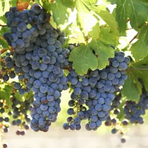 Grapes Grapes