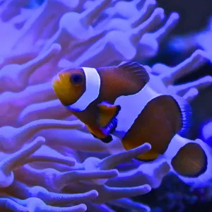 Graphic Clownfish