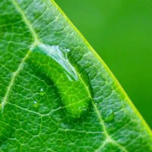 Australian Green Leaf Water Drop Print Australian Green Leaf Water Drop Print