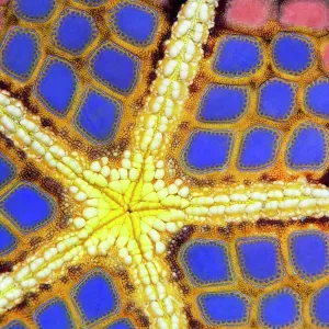 Graphic structure on underside of Red Pillow Starfish (Halithyle regularis), detail, Pacific, Great Barrier Reef, UNESCO World Heritage Graphic structure on underside of Red Pillow Starfish (Halithyle regularis), detail, Pacific, Great Barrier Reef, UNESCO World Heritage