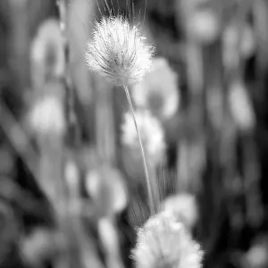Grass in Grey