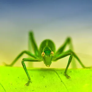 Grass hopper Grass hopper