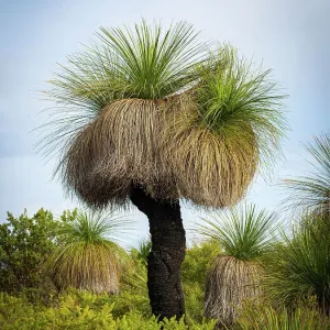 Print of Xanthorrhoea preissii in Yanchep National Park