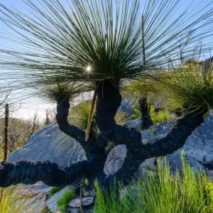Grass Trees, DaEntrecasteaux National Park, Western Australia, Australia
