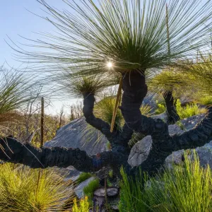 Grass Trees, DaEntrecasteaux National Park, Western Australia, Australia