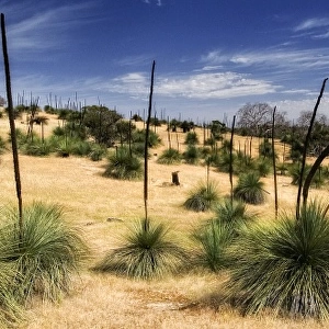 Grass trees Kanagaroo Island South Australia