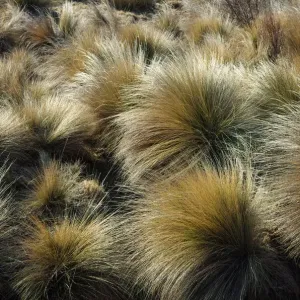 Grass tussocks in Kosciuszko National Park, Snowy Mountains, New South Wales, Australia