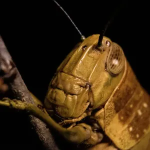 Grasshoper macro Grasshoper macro