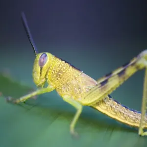 Grasshopper on Leaf Grasshopper on Leaf