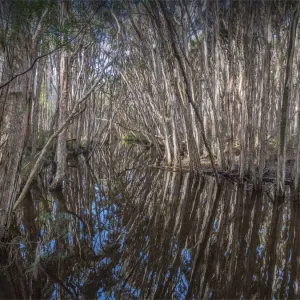 Grassy creek reflections of Melaleucas, King Island, Bass Strait, Tasmania, Australia
