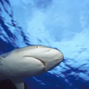 gray reef shark gray reef shark