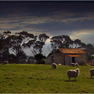 Grazing sheep near Emita, Flinders Island, Tasmania