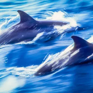 Great Barrier Dolphins Great Barrier Dolphins