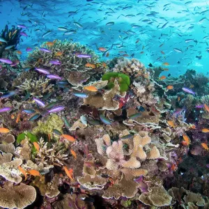 Great Barrier Reef