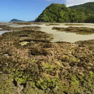 Great Barrier Reef meets rainforest