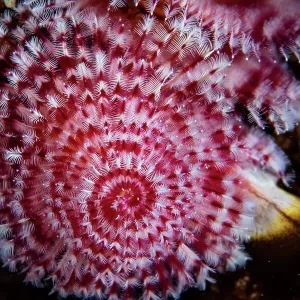 Great Barrier Reef Underwater Landscapes and Wildlife