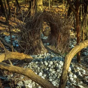 Great Bowerbird and bower Print, Litchfield National Park Great Bowerbird and bower Print, Litchfield National Park