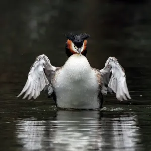 Great Crested Grebe Great Crested Grebe