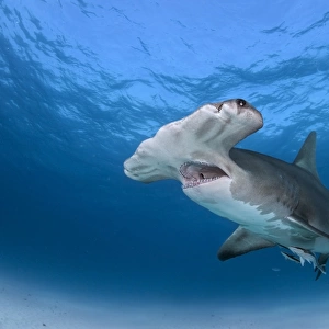 Great hammerhead shark with jaws open