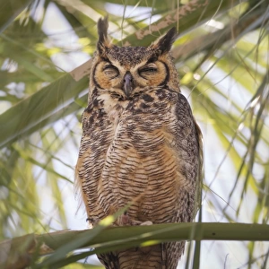 Great Horned Owl (Bubo virginianus) perched in palm tree