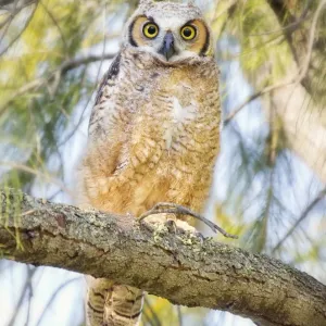 Great Horned Owlet