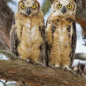 Great Horned Owlets