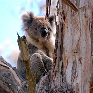 Great Ocean Road Koala in a tree