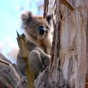 Great Ocean Road Koala in a tree Great Ocean Road Koala in a tree