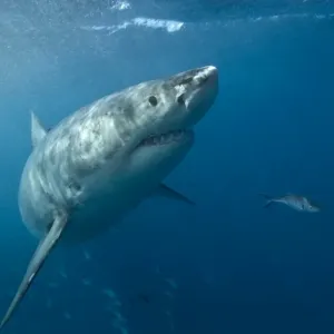 Great white shark Great white shark