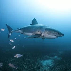 Great White Shark at Depth