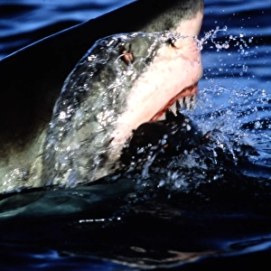 Great White Shark- Jaws Open
