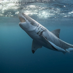 Great white shark with jaws open