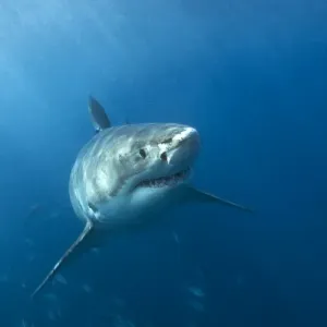 Great white shark in South Australia Great white shark in South Australia