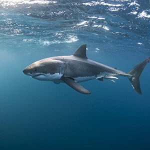 Great White Shark at the Surface