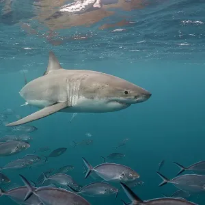 Great white shark swimming just under the surface amongst a school of trevally jacks, Neptune Islands, South Australia Great white shark swimming just under the surface amongst a school of trevally jacks, Neptune Islands, South Australia