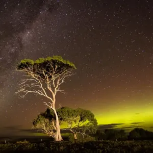 Green arc of Aurora and the Milky Way with over an illuminated tree Green arc of Aurora and the Milky Way with over an illuminated tree