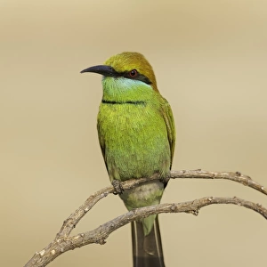 Green bee-eater (Merops orientalis) on branch