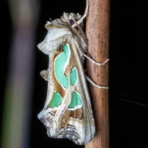 Green blotched moth (Cosmodes elegans) Green blotched moth (Cosmodes elegans)