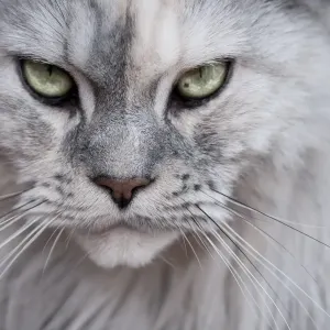 Green Eyes