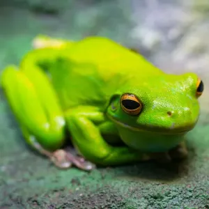 Grüner Frosch Grüner Frosch