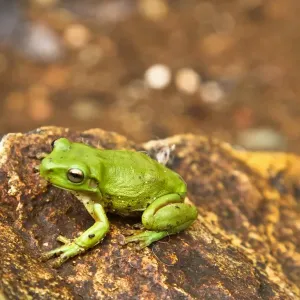 Green frog Green frog