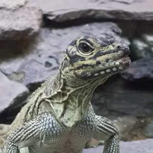 Green iguana on rock