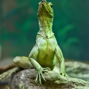 Australian Green Lizard Print Australian Green Lizard Print