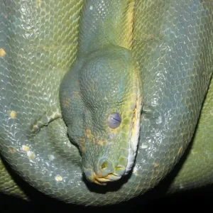 Green Tree Python Print (Morelia viridis)