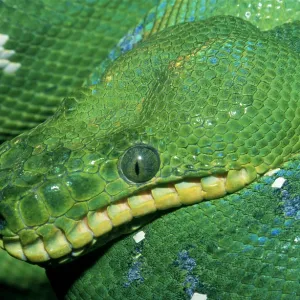 Green python Green python