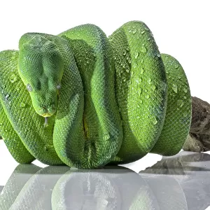 Green Python Snake